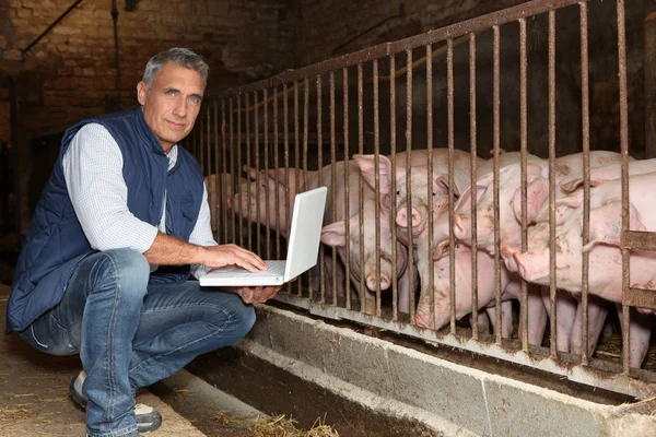 stock image 50 years old breeder with a laptop in front of pigs