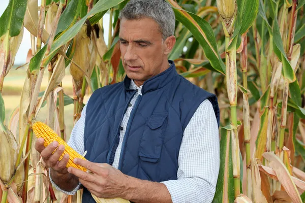 Фермер смотрит кукурузный початок на кукурузном поле — стоковое фото