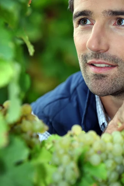 Фермер у своєму винограднику — стокове фото
