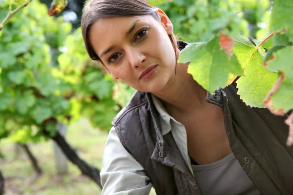 Vrouw in een wijngaard — Stockfoto