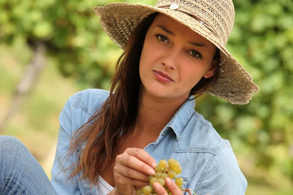 Женщина собирает виноград — стоковое фото