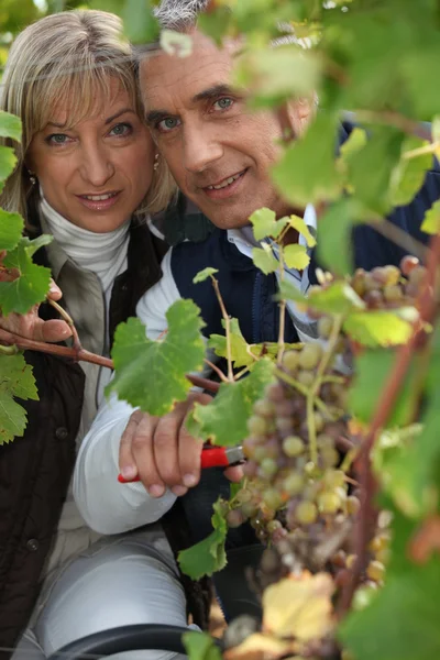Um casal a colher uvas . — Fotografia de Stock