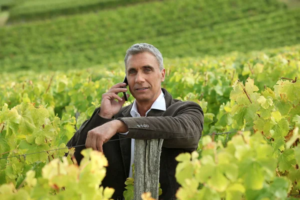 En mogen man i en mitt av en vingård. — Stockfoto