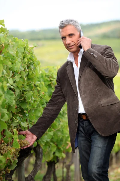 Фермер с мобильным телефоном стоял в винограднике — стоковое фото