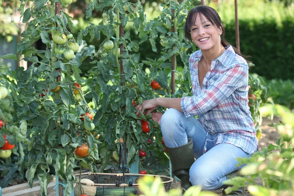Молодая женщина собирает помидоры — стоковое фото