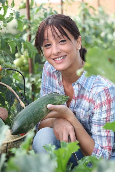 Kadın bir salatalık toplama — Stok fotoğraf