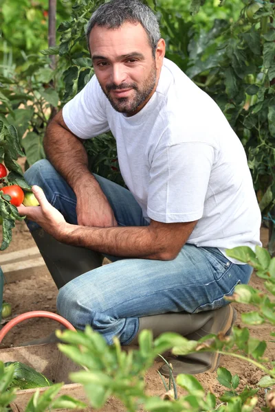 Farmář inspekci rajčata — Stock fotografie