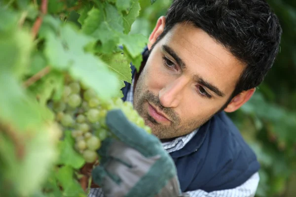 Man working in his vineyard Stock Image