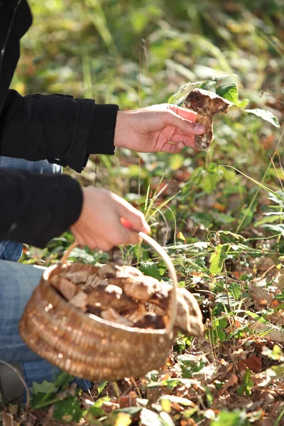 Person picking mushrooms — Stock Photo, Image