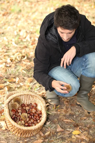 Άνθρωπος picking κάστανα. — Φωτογραφία Αρχείου