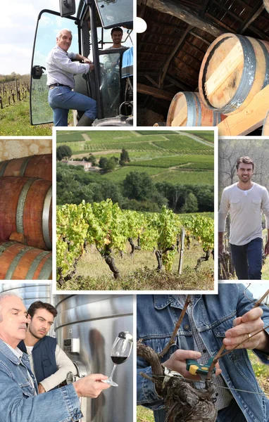 Winemakers — Stock fotografie