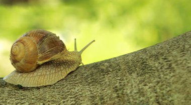 Snail on tree clipart