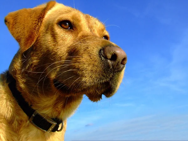 Koiran muotokuva — kuvapankkivalokuva