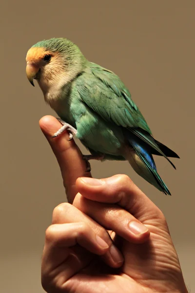 Verliefde vogel — Stockfoto