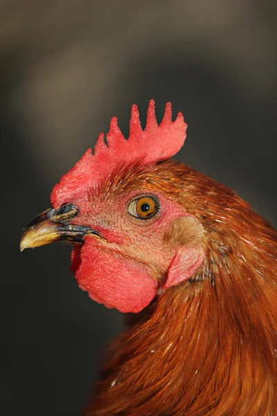 Fechar o perfil das galinhas — Fotografia de Stock