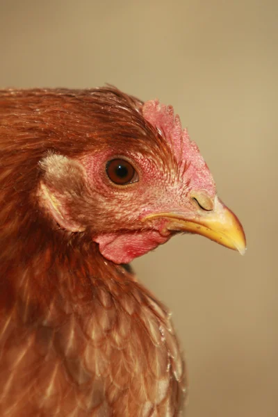 Primer plano del perfil de la gallina — Foto de Stock