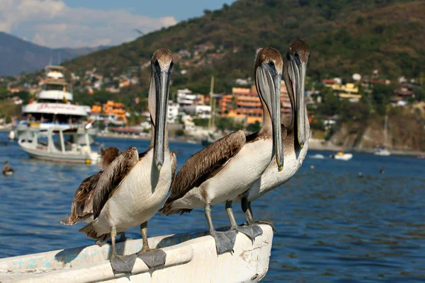 stock image Pelican trio