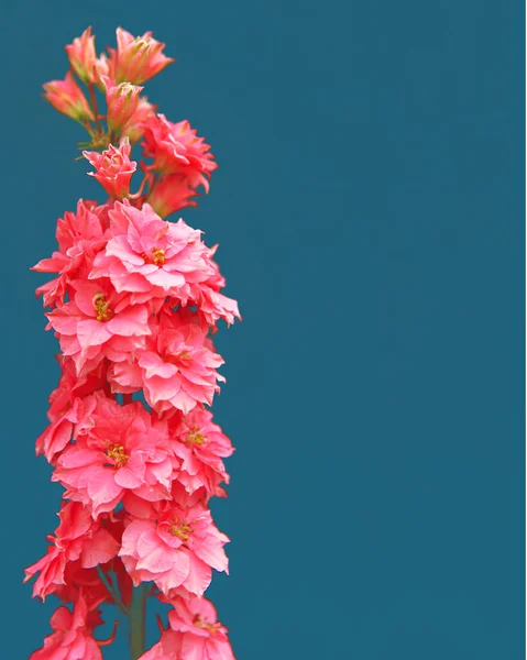 Jediný květ — Stock fotografie