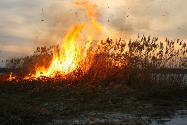Tűz caerulea fűfélék Stock Kép