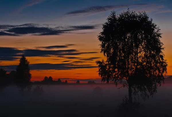 Stock image Lonely in the fog