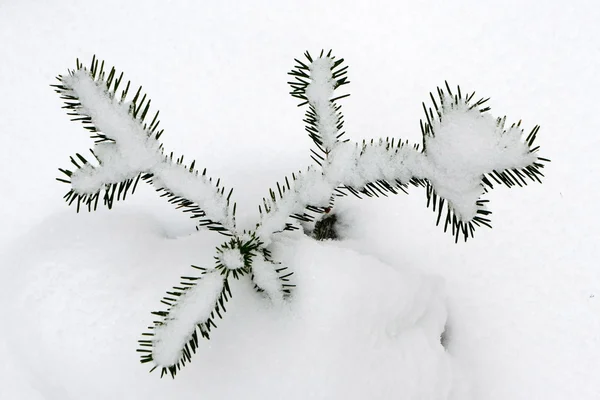 Tannenzweige mit Schnee bedeckt — Stockfoto