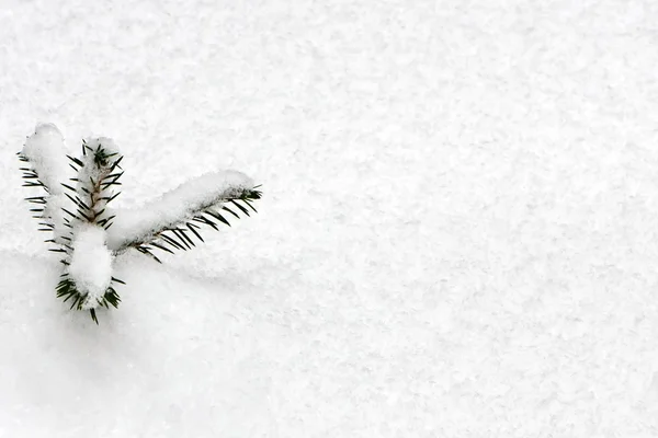 Grene dækket af sne - Stock-foto