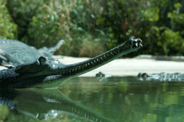gharial timsah