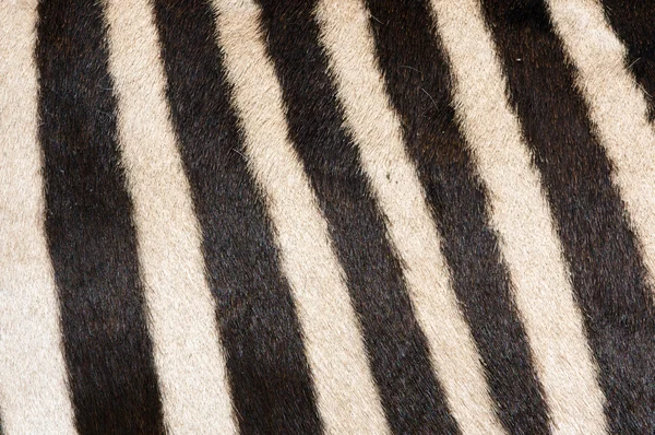 Zebra kožešiny pozadí — Stock fotografie