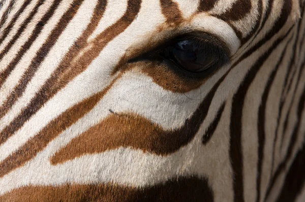 Zebra close-up — Stockfoto