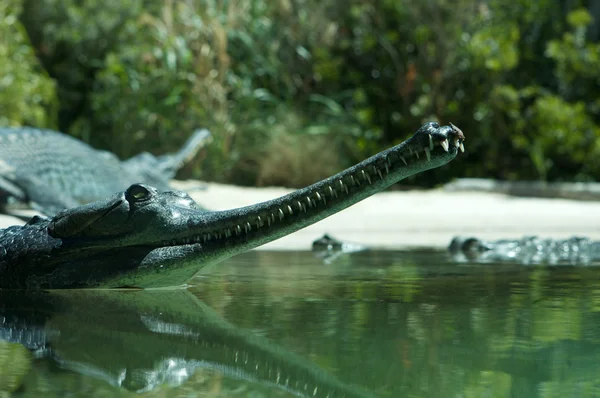 Crocodile gharien — Photo