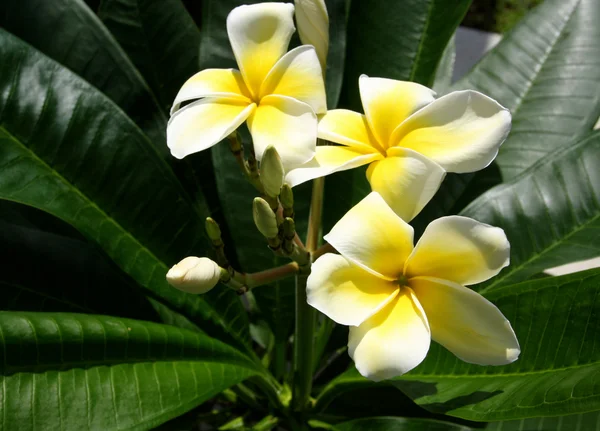 Flores de plumeria amarelas — Fotografia de Stock