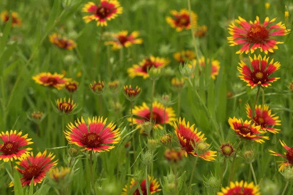Техасские дикие цветы — стоковое фото