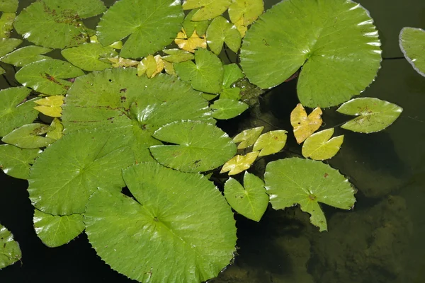 Patch lily podkładki — Zdjęcie stockowe