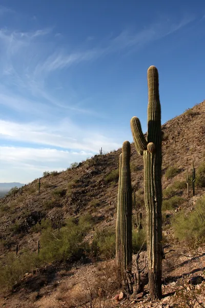Saguaro kaktusy v kopcích poblíž phoenix — Stock fotografie