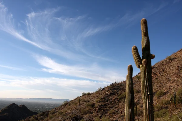 Saguaro cactus in de heuvels in de buurt van scottsdale — Stockfoto