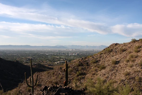 Cactus in de heuvels in de buurt van phoenix — Stockfoto