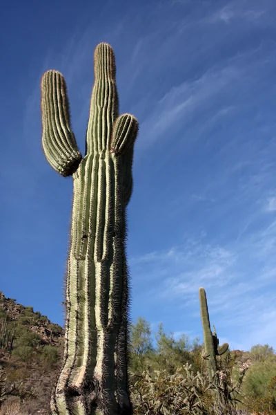 Saguaro cactus in de heuvels in de buurt van scottsdale — Stockfoto