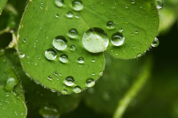 Water Droplets on a Clover — Stock Photo, Image