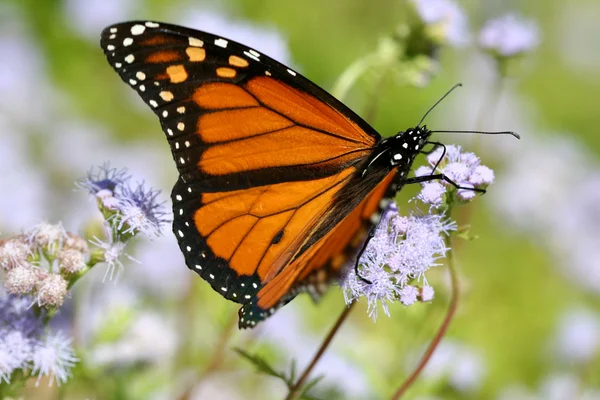 Pillangó közelről — Stock Fotó