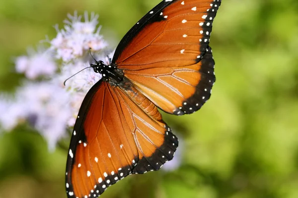 Πεταλούδα σε κοντινό πλάνο — Φωτογραφία Αρχείου