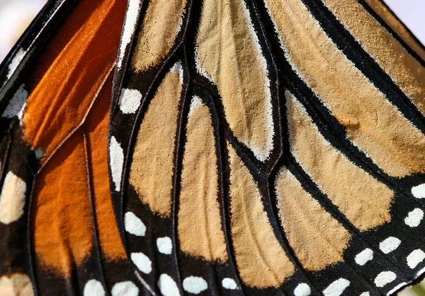 Ala de mariposa monarca — Foto de Stock