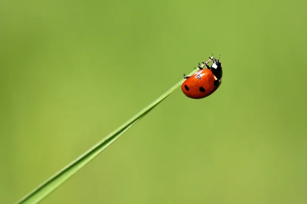 Marienkäfer die Spitze eines Blattes — Stockfoto