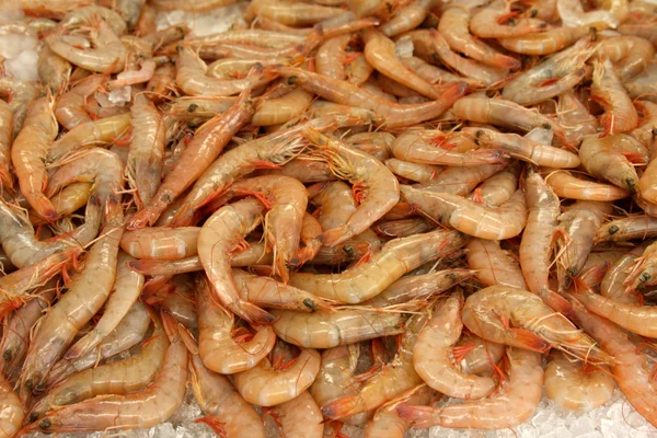 Fresh Shrimp — Stock Photo, Image