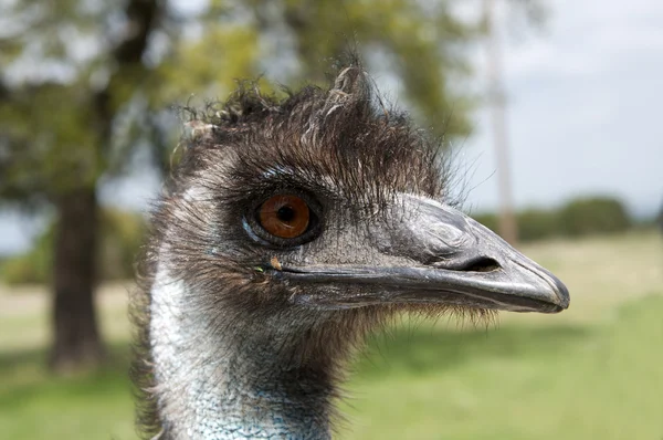Emu Luk op - Stock-foto