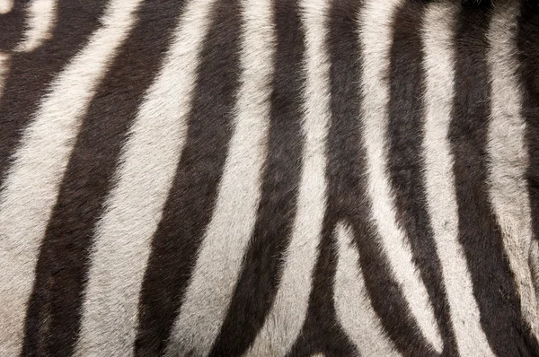 Zebra pele fundo — Fotografia de Stock