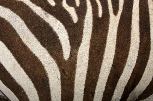 Latar Belakang Zebra Fur — Stok Foto