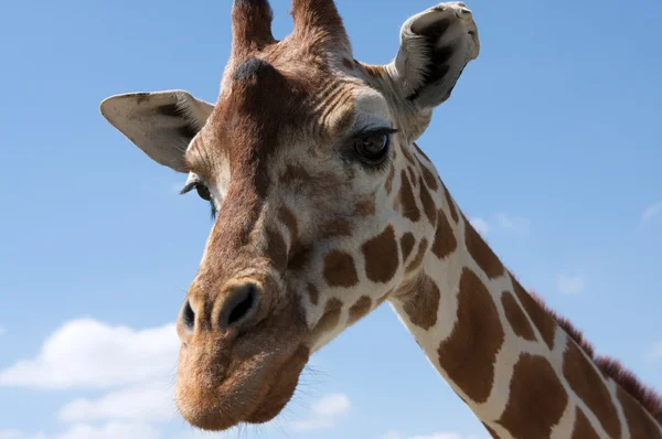 Neugierige Giraffe — Stockfoto