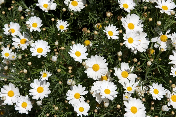 Patch of White Daisies — Stock Photo, Image