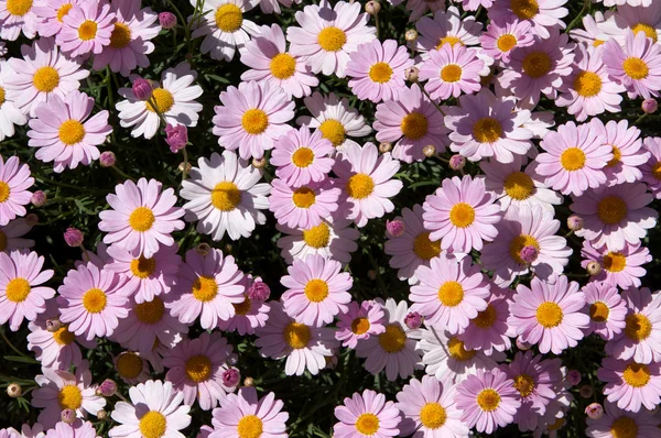 Patch of Pink Daisies — Stock Photo, Image