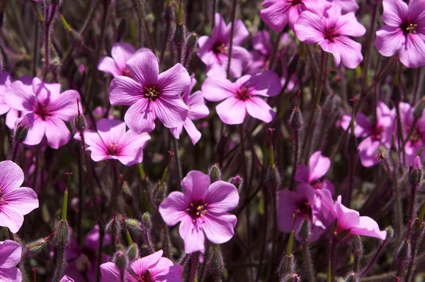 Wilde bloemen close-up — Stockfoto